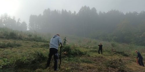 Nebliger Waldweg im Mischwald
