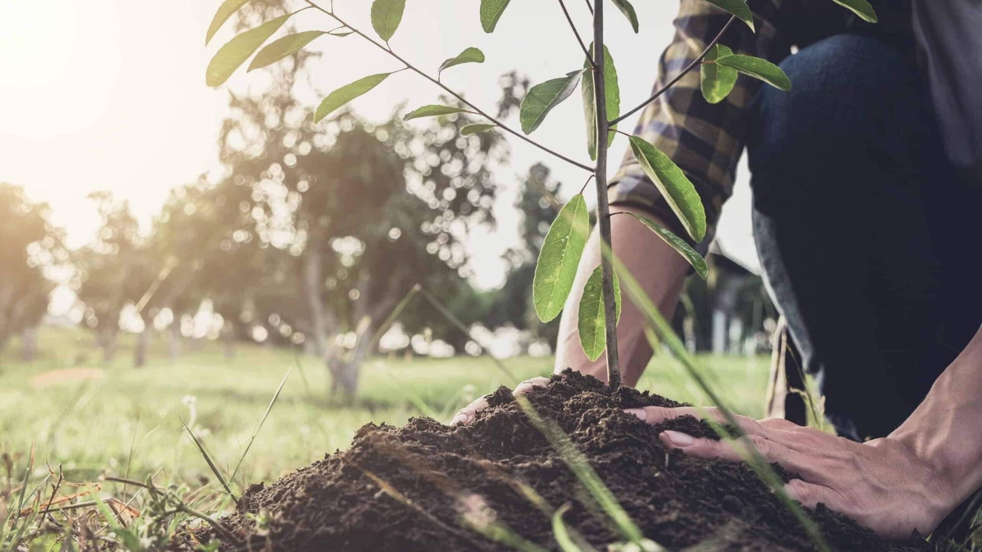 Young man planting the tree while Watering a tree working in the Young man planting the tree while Watering a tree working in the garden as save world concept, nature, environment and ecology.