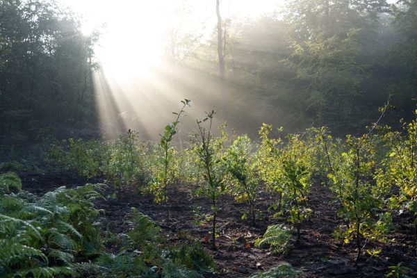 Junger Mischwald auf einer Aufforstungsfläche von PLANT-MY-TREE in Deutschland