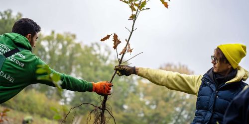 Frisch gepflanzter Jungbaum auf einer Aufforstungsfläche in Dudeldorf