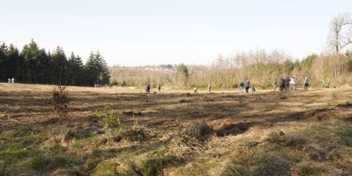 Aufforstungsfläche in Gevershagen bei Marienheide