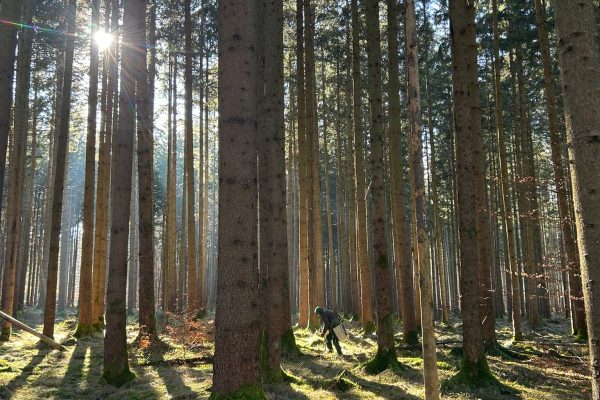 Waldbild einer Baumfläche in München